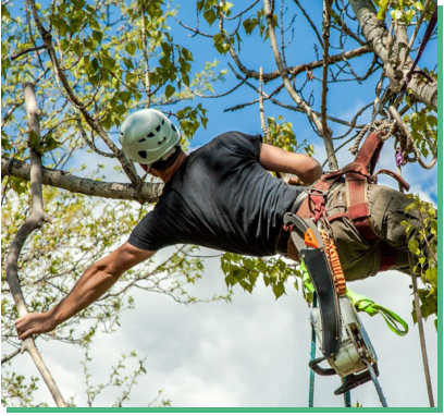 This is a picture of one of the experienced staff of NWA Brothers Tree Service trimming a tree in Rogers, AR.