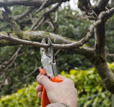 This is a picture of one of the experienced staff of NWA Brothers Tree Service trimming a tree in Springdale, AR.